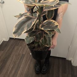 Ruby Red Rubber Tree