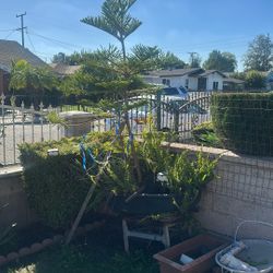 Free Tree And Plants 