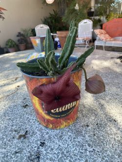 Cactus With Beautiful Flower.