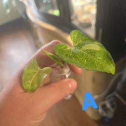 Syngonium PANDA GALAXY