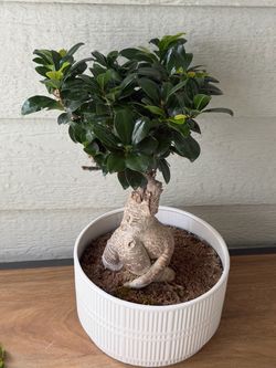 Ginseng Ficus bonsai tree