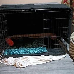 KONG KENNEL 