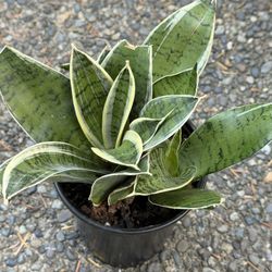 Moonshine Snake Plant