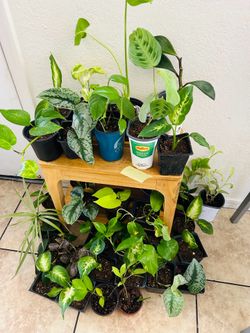 Plants for sale 5 each  small
