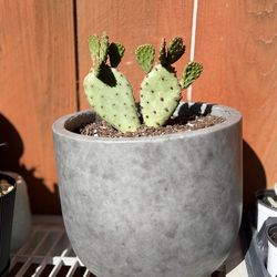 Cactus