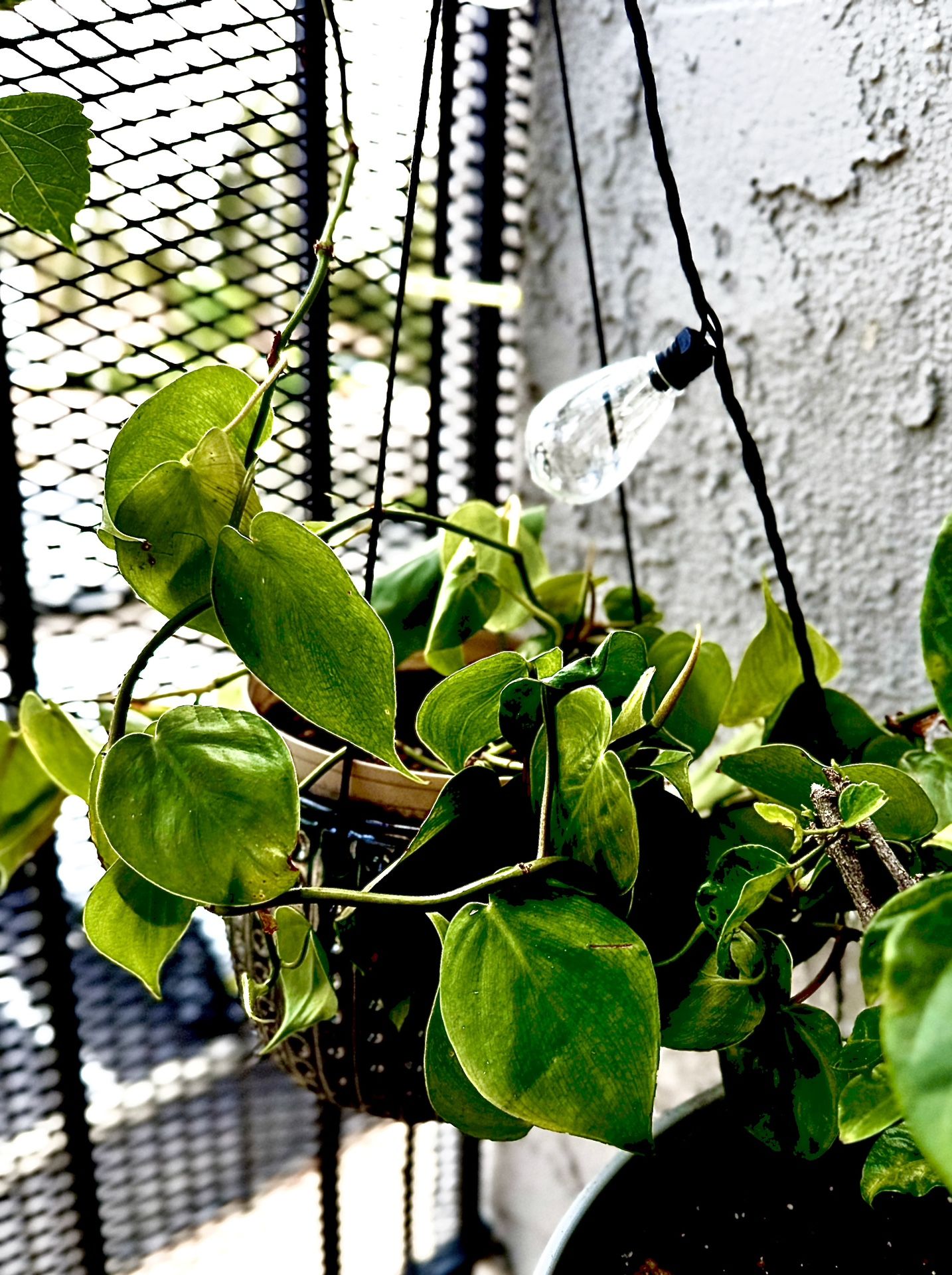 Plants