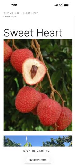 Sweetheart lychee tree , tropical fruit tree