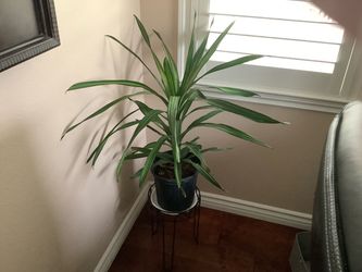 Dracaena $10 each