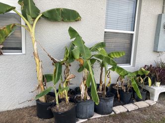 Oronico Plantains 10 And Up…..