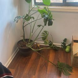 Selling Plant With Pot 