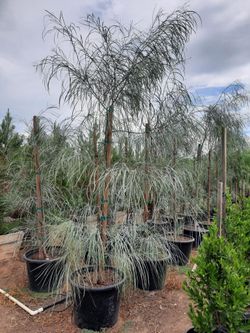 Acacia Tree 25gallon