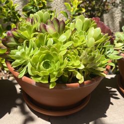 Succulent w/pot
