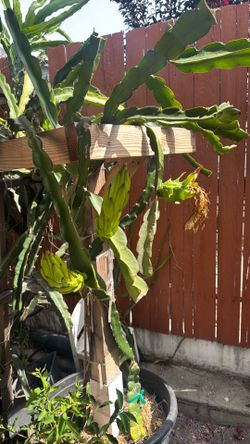 Dragon fruit plant