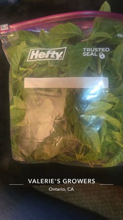 Meucle tea medicinal