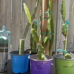 Dragon Fruit “Purple Haze” OBO 