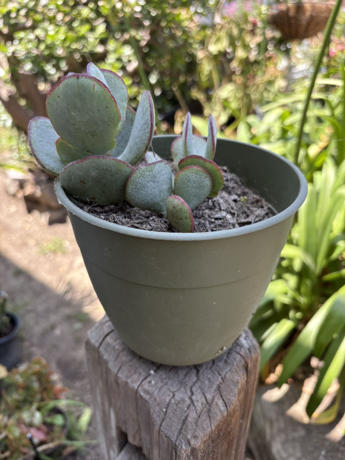 Beautiful succulent