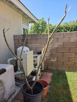 Plumeria 5 feet tall with pink flowers