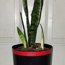 Mother In Laws Tongue 