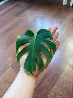 Small monstera deliciosa plant