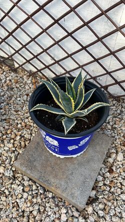 American Agave Succulent