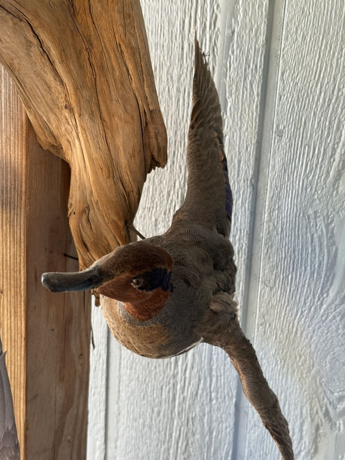 Duck Taxidermy