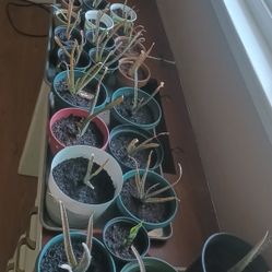 Aloe Vera Plants 20 Total 