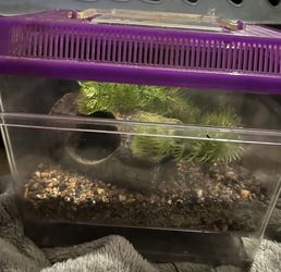 2 Small Critter Aquarium/tanks