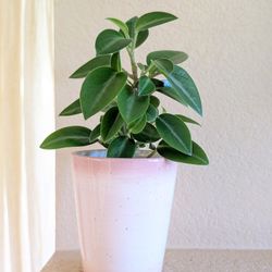 Healthy Beautiful Indoor Plant(Peperomia)