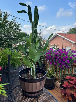 Cactus