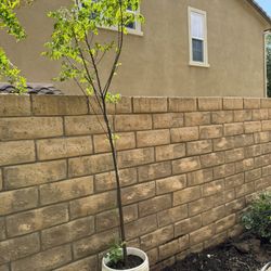 Neem Tree.