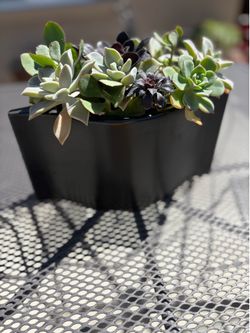 Cactus plant