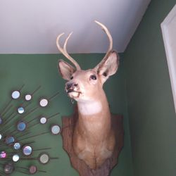 Taxidermy Deer Head