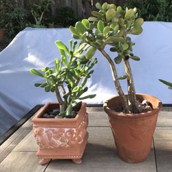 Jade & Shrek’s ear plants in Terracotta pots