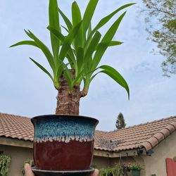 Dracaena Yucca Cane Bonsai Style $38