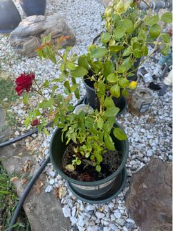 Rose bush