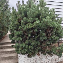Free Bush