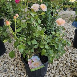 MOONLIGHT IN PARIS ROSE PLANTS ARRIVE, BEAUTIFUL AND HEALTHY. $23 EACH