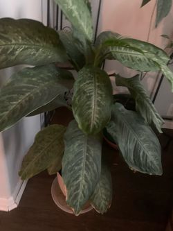 Green plant. Potted plant .