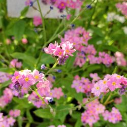 Flowers Forget Me Or not Garden Plants On Sale 