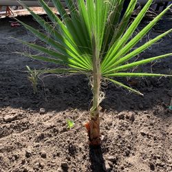 Mexican Palm ( Baby)