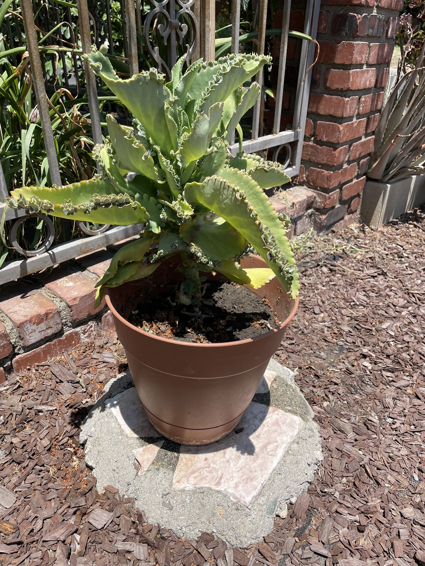 Plants