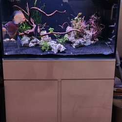 Fish Tank For Sale 