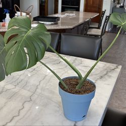 3 Stem Monstera plant