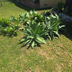 Succulent