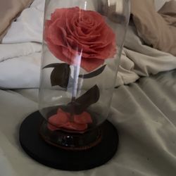 Forever Rose