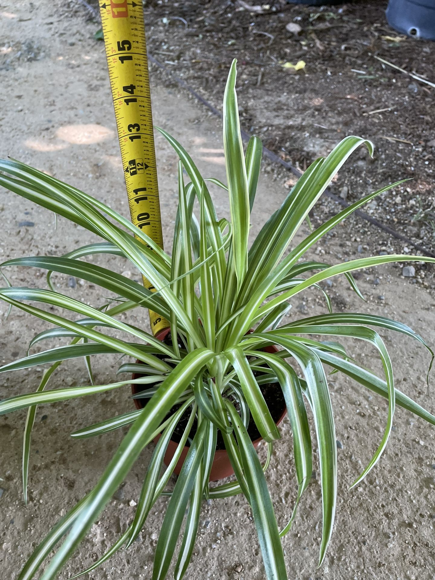 6” Pot Super Healthy/established Spider Plant, 95820