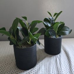 DECORATIVE GREENERY (2)