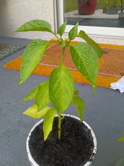 Red and green pepper plants 2 per 10$