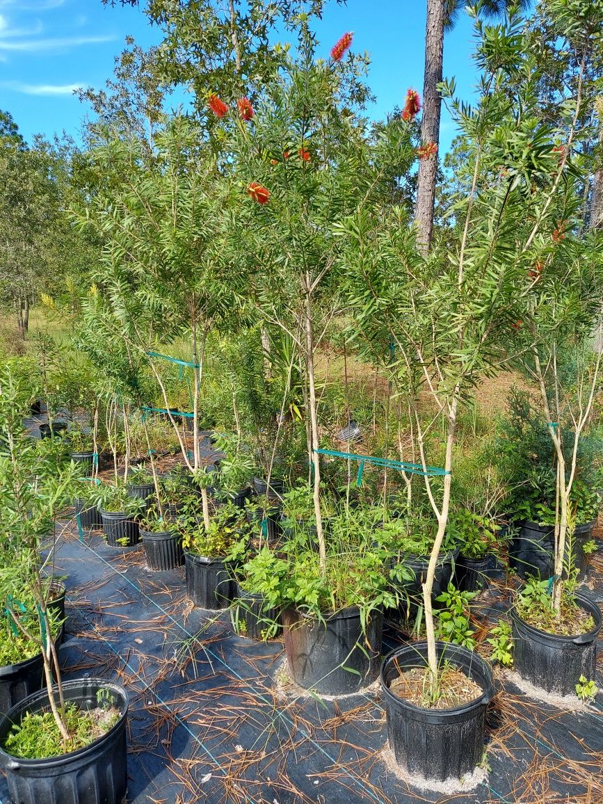 Bottle Brush trees