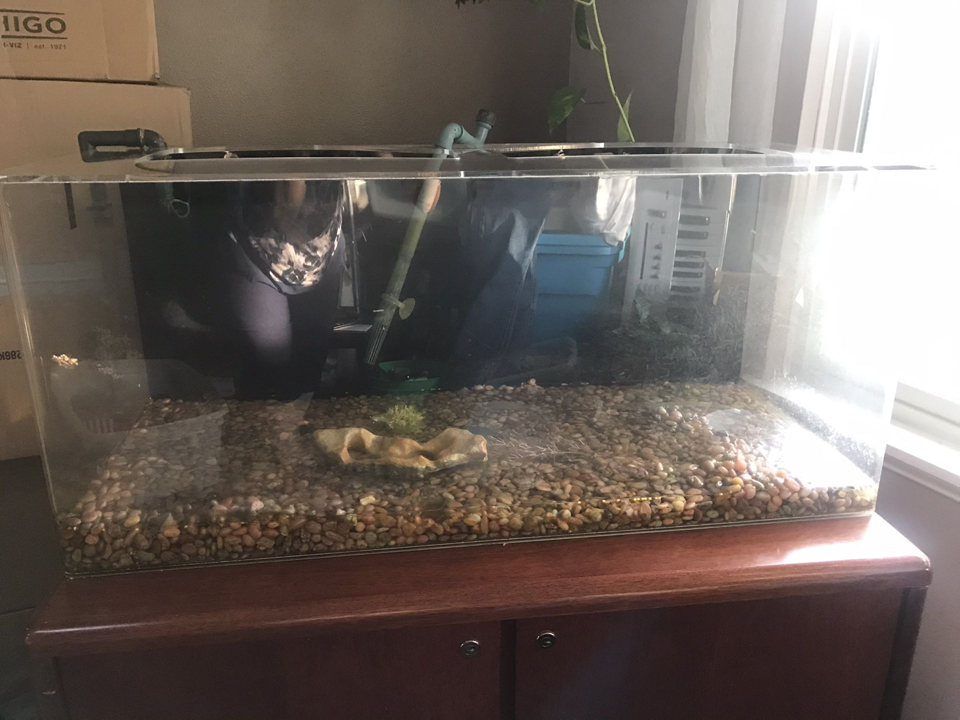 Pending Pick up 39 gal Acrylic Aquarium, with awesome canister filter and inline heater